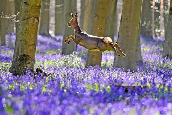 Доброе Весеннее утро