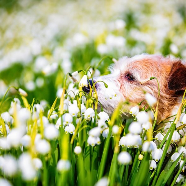 Весна и котики