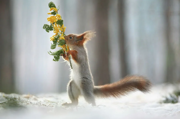 Доброе утро с собачками