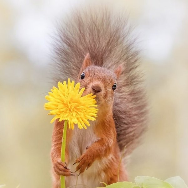 Доброе утро Ежик