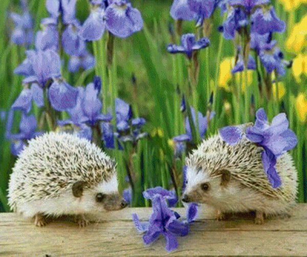 Доброго дня природа