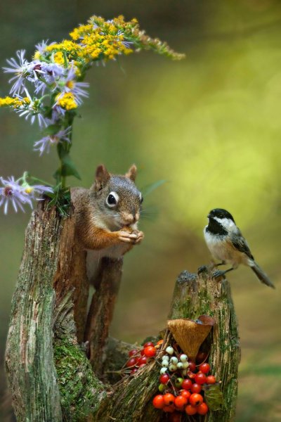 Мартовская кошка