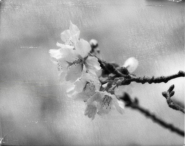 Монохромные цветы Весна