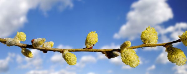 Вербное воскресенье панорама