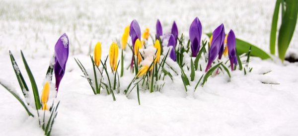 Ранняя Весна баннер