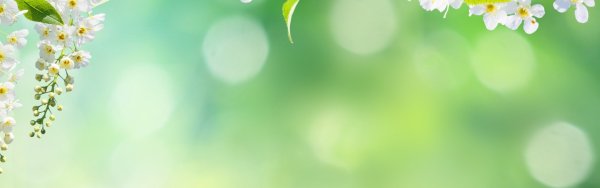 Подснежники фон