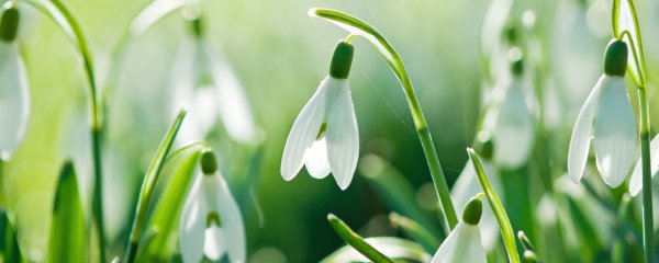 Бахор гуллари