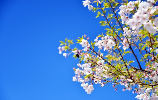 Цветущая яблоня