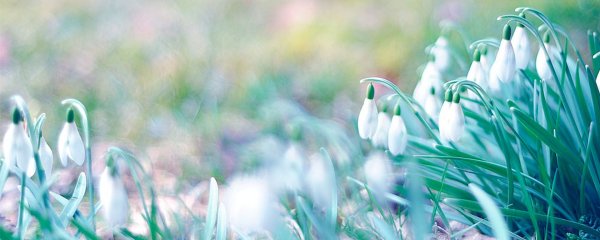 Дерево трава цветы