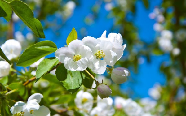 Цветущая яблоня фото