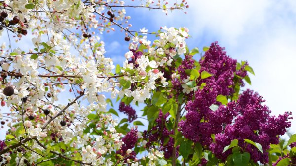 Ранняя Весна Цветущий сад