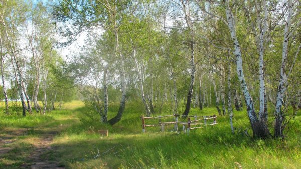 Весна цветение деревьев