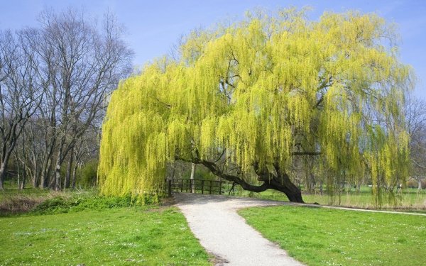 Сирень обыкновенная "летний сад"