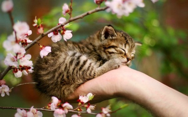 Весенние коты