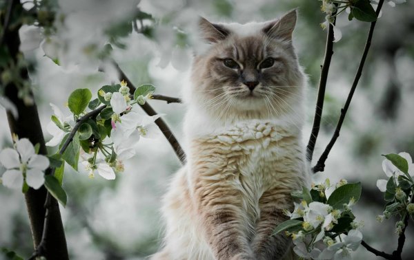 Коты весной