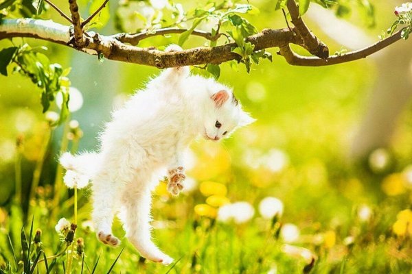 Сакура кошка