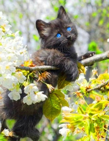 Весна и котики