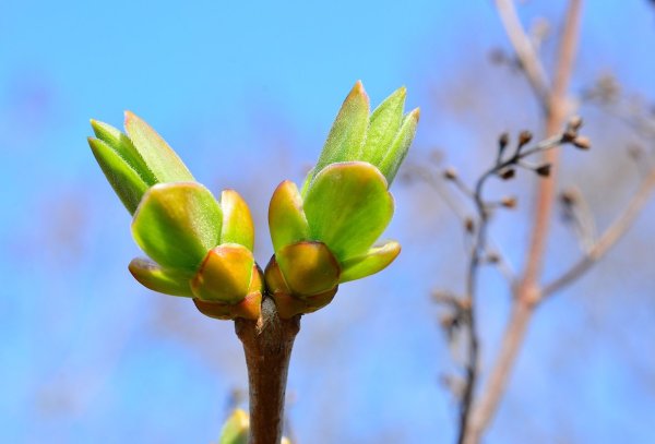 Весна неизбежна картинки