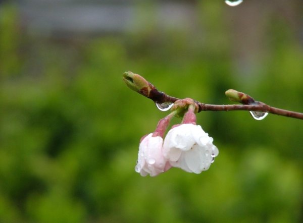 Встречаем весну