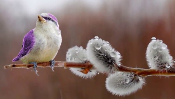 Весенний мотиватор