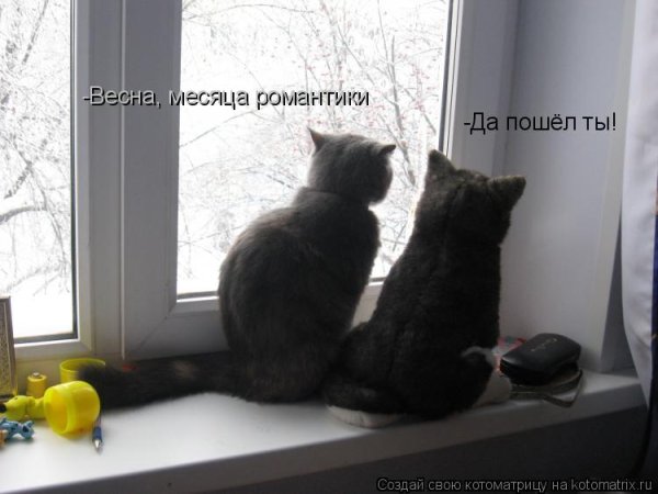 Мем ди Каприо Тольятти