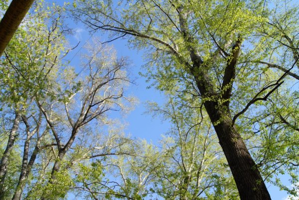 Тополь ранней весной