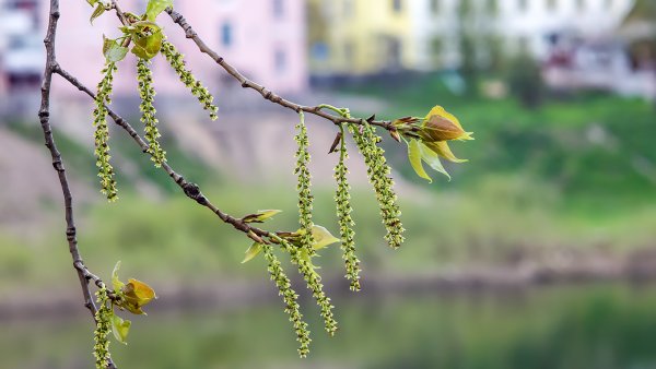 Тополь цветение сережки