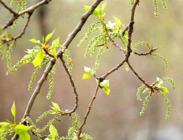 Тополь сережки весной