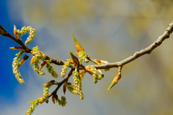 Весенний Тополь