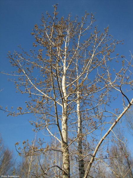 Тополь Алтайский белоствольный