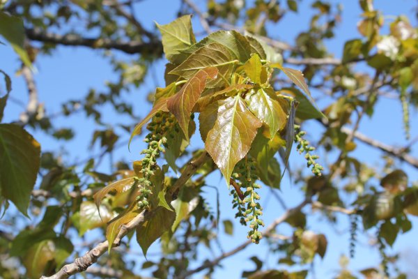 Тополь весной