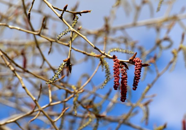 Тополь Симона сережки