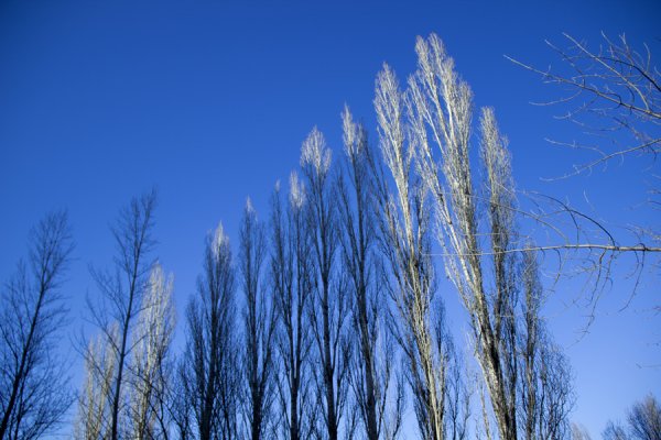 Тополь пирамидальный зимой