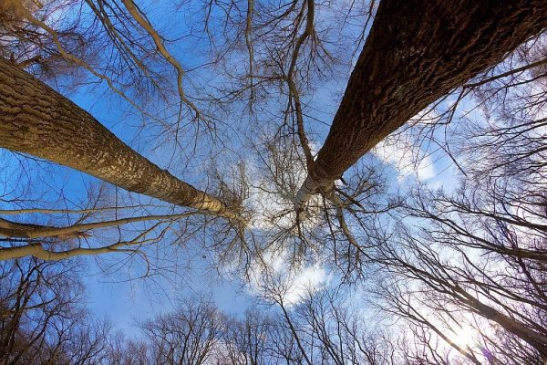 Тополь зимой