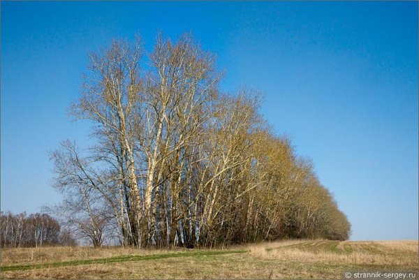 Ранние деревья весной Тополь