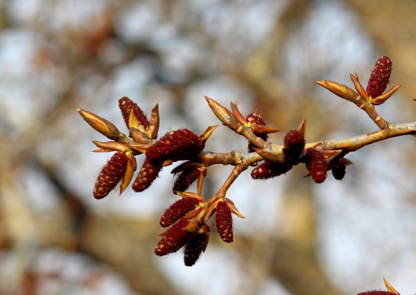 Тополь Симона серёжки