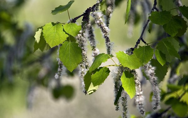 Тополь дрожащий (осина) – Populus tremula
