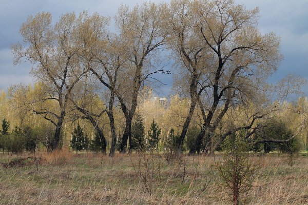 Белый Тополь в Саратове