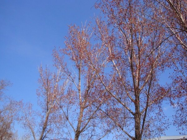 Тополь цветение 2022 Москва