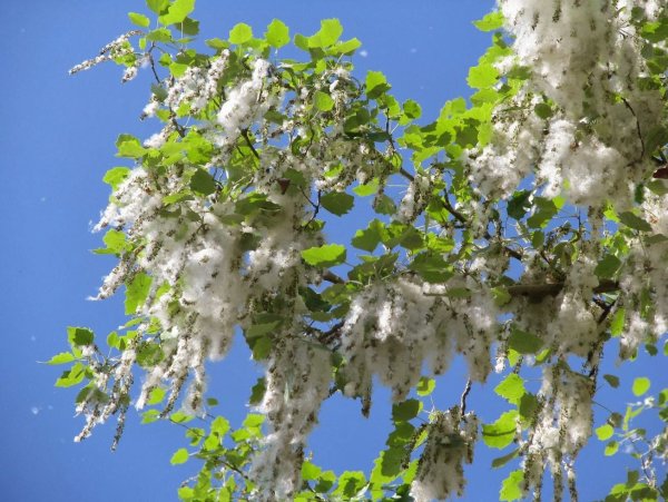 Тополь дерево цветет