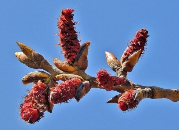 Тополь распускание почек