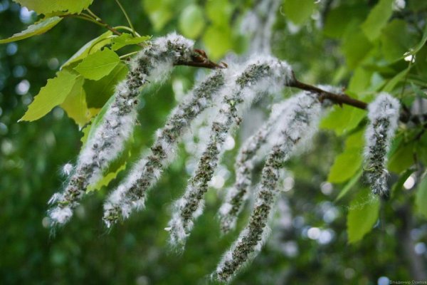 Семена ивы тополя осины