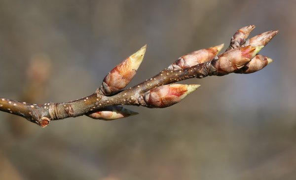 Тополь бальзамический побег с почками