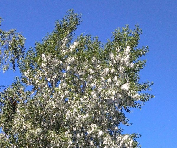 Тополь дерево пух