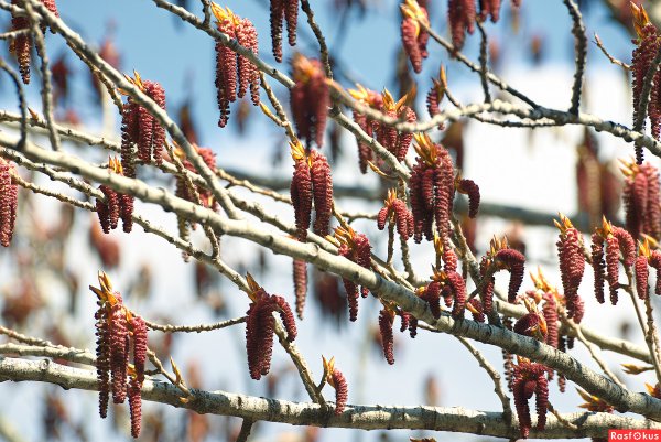 Ольховые бруньки