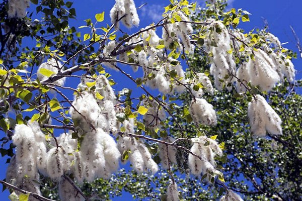 Тополь дерево цветение