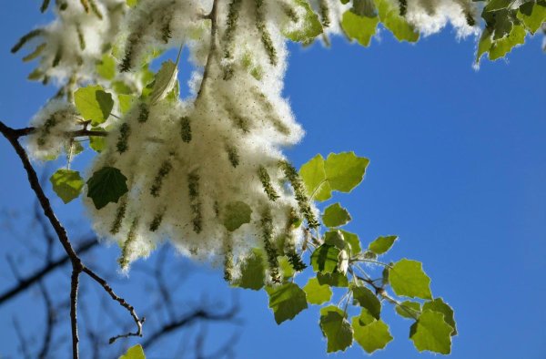 Тополиный пух дерево Тополь