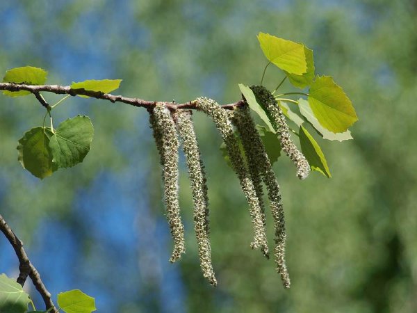 Осина (Populus tremula)