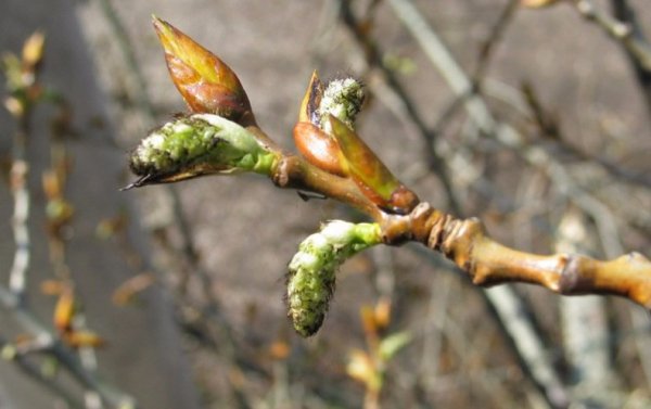 Populus nigra почки