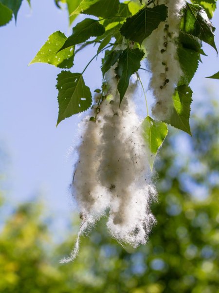 Тополь дерево пух